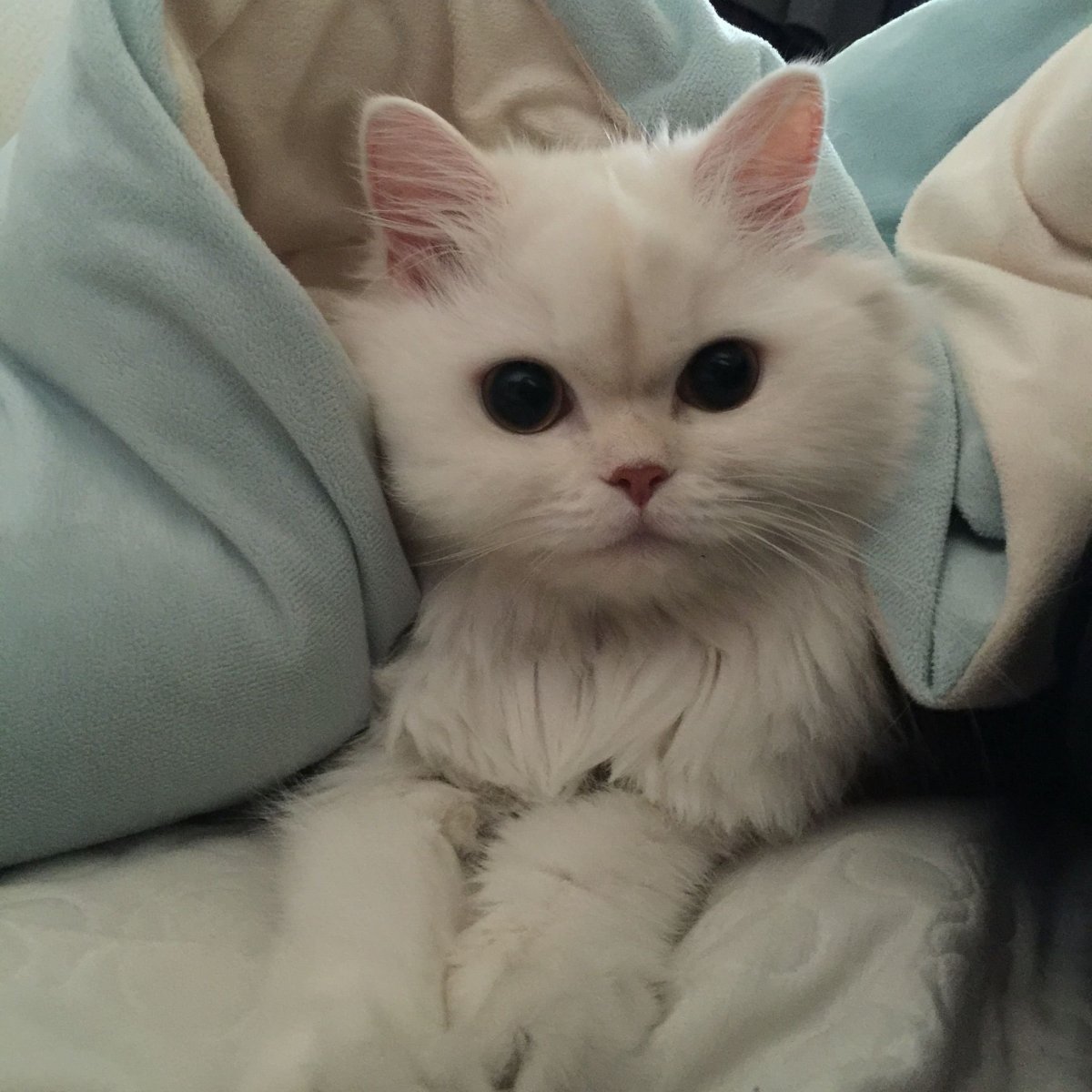 Котята Эстетика