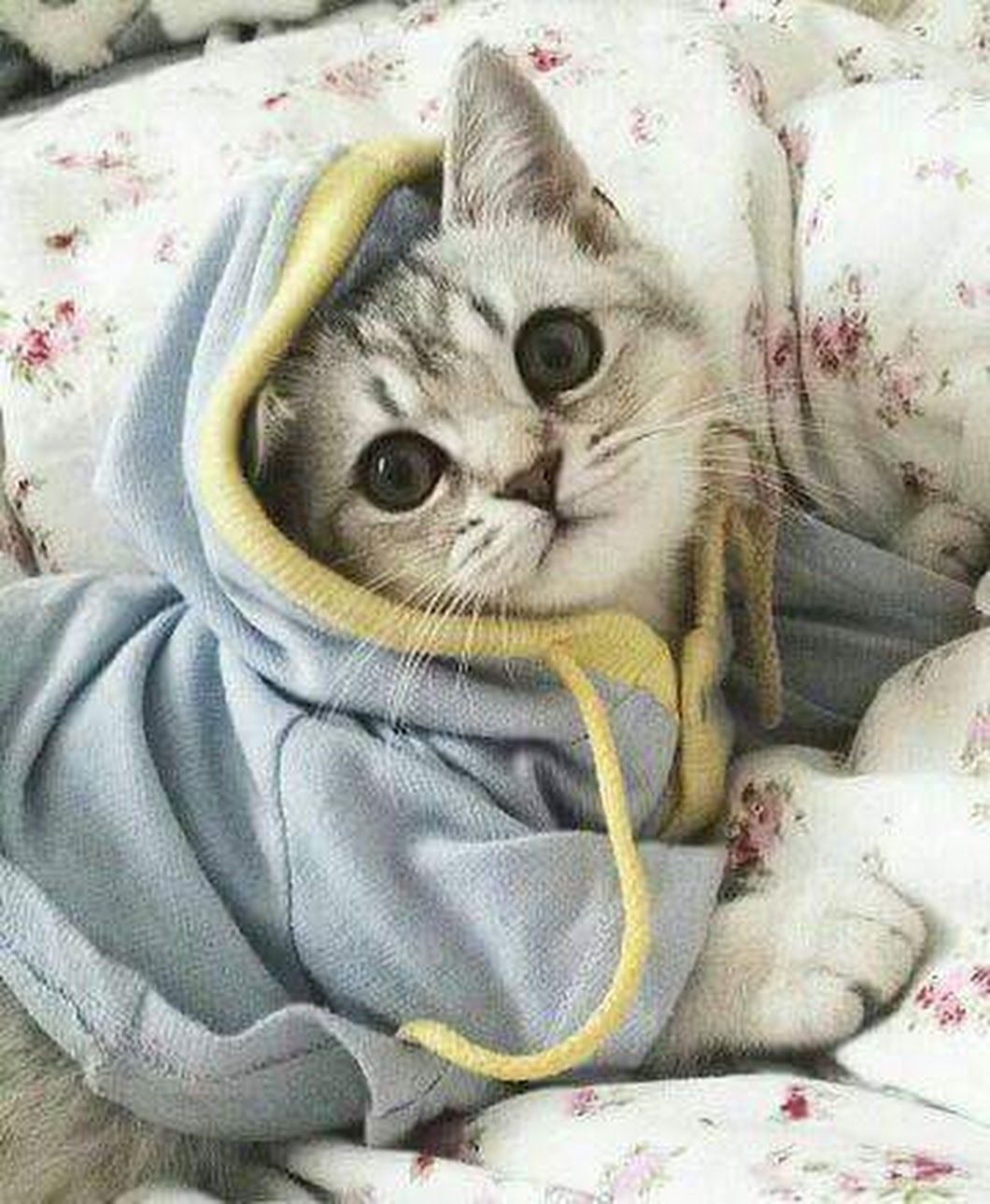 Котик в пижаме