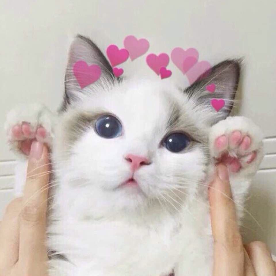Красивые милые котики