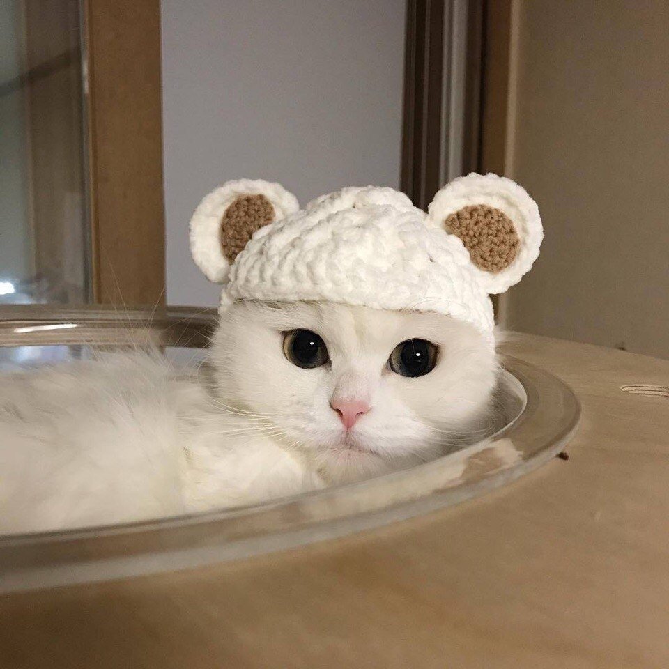 Милые котики в шапочках
