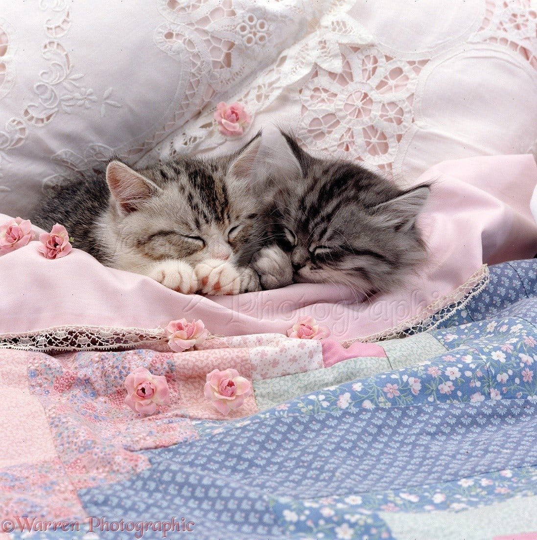 Спящий котенок