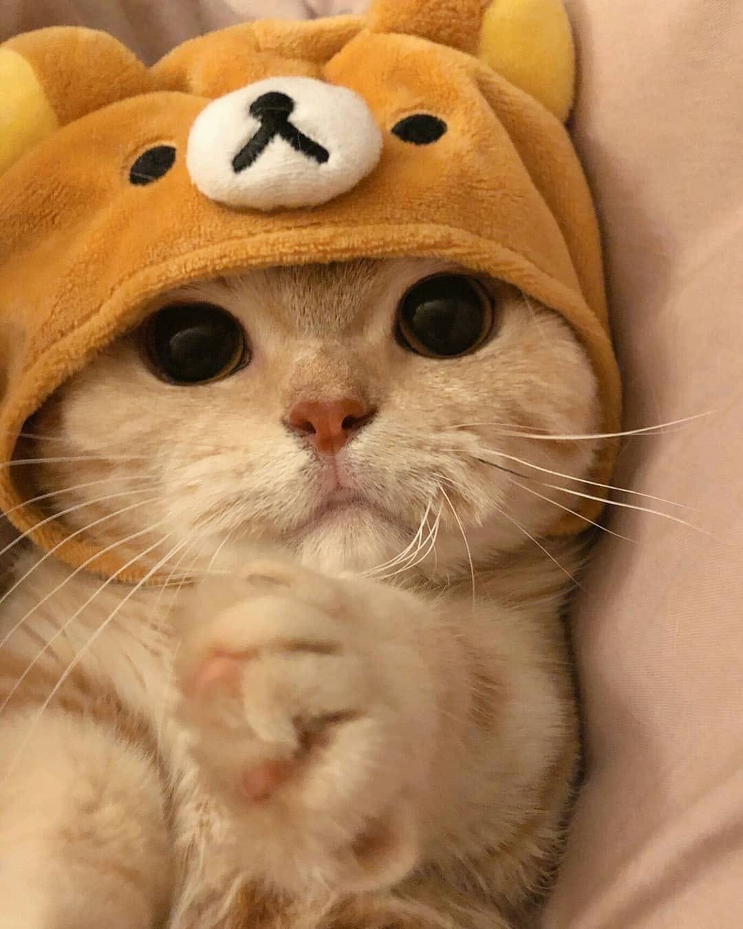 Шапочка котика