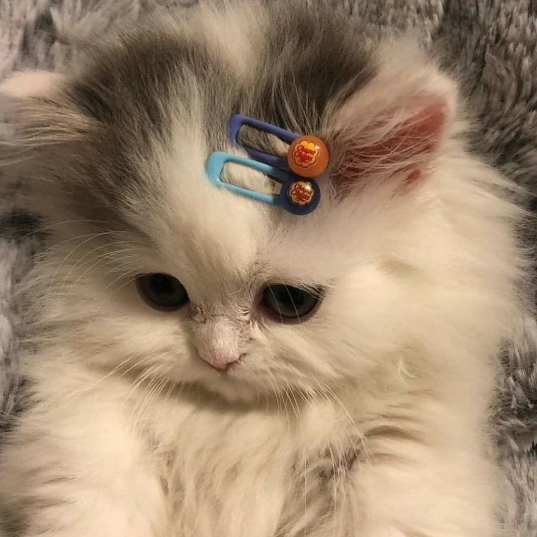 Котенок с заколкой