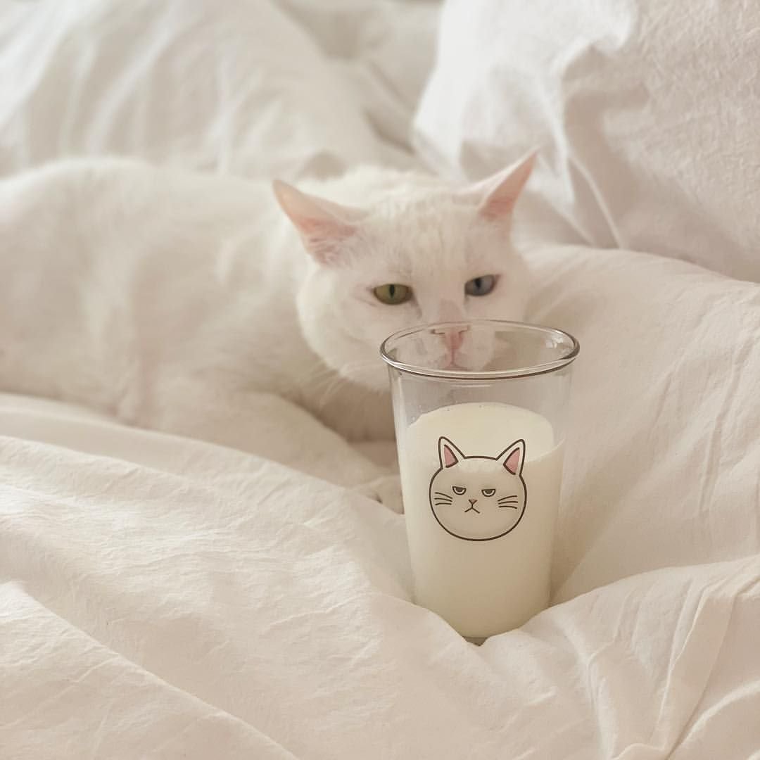 Милые котики Эстетика