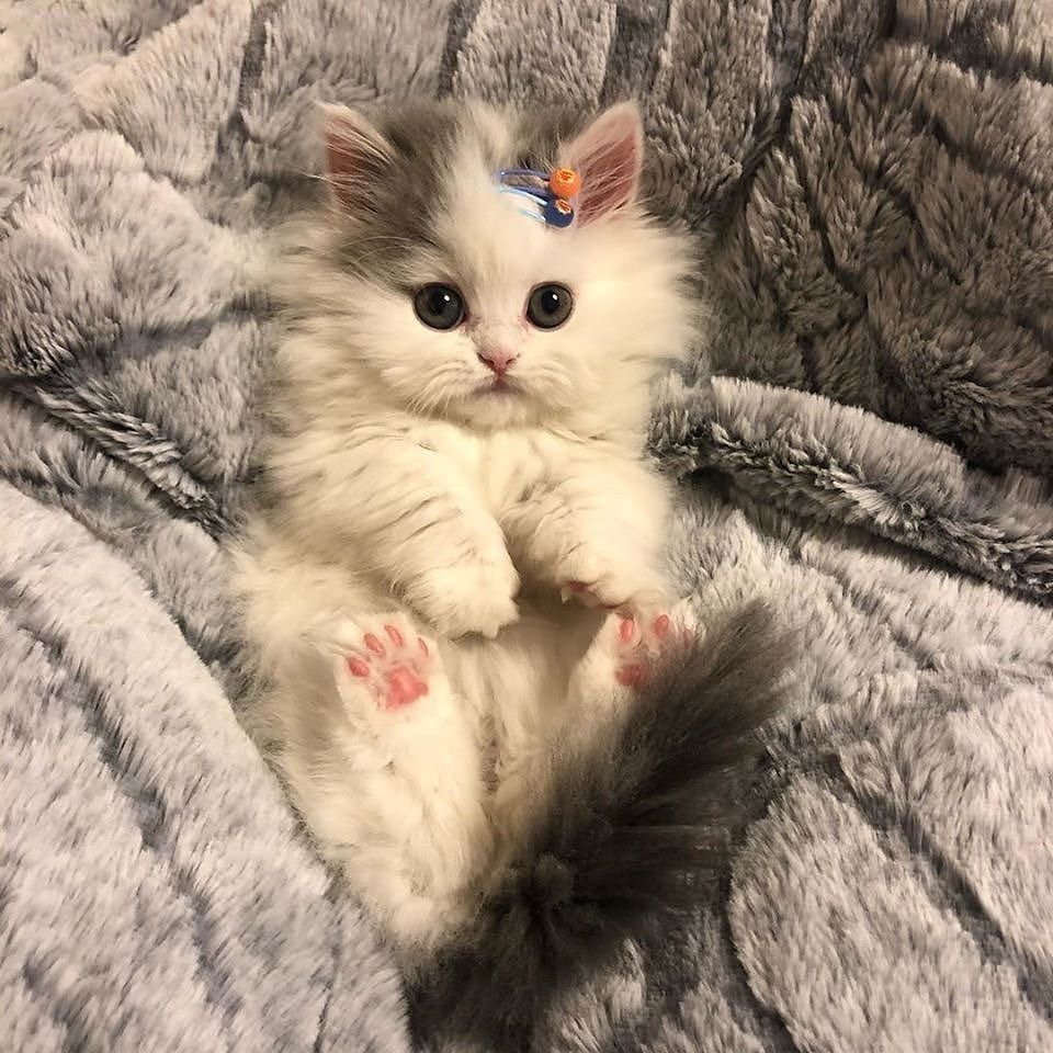 Котенок с заколочкой