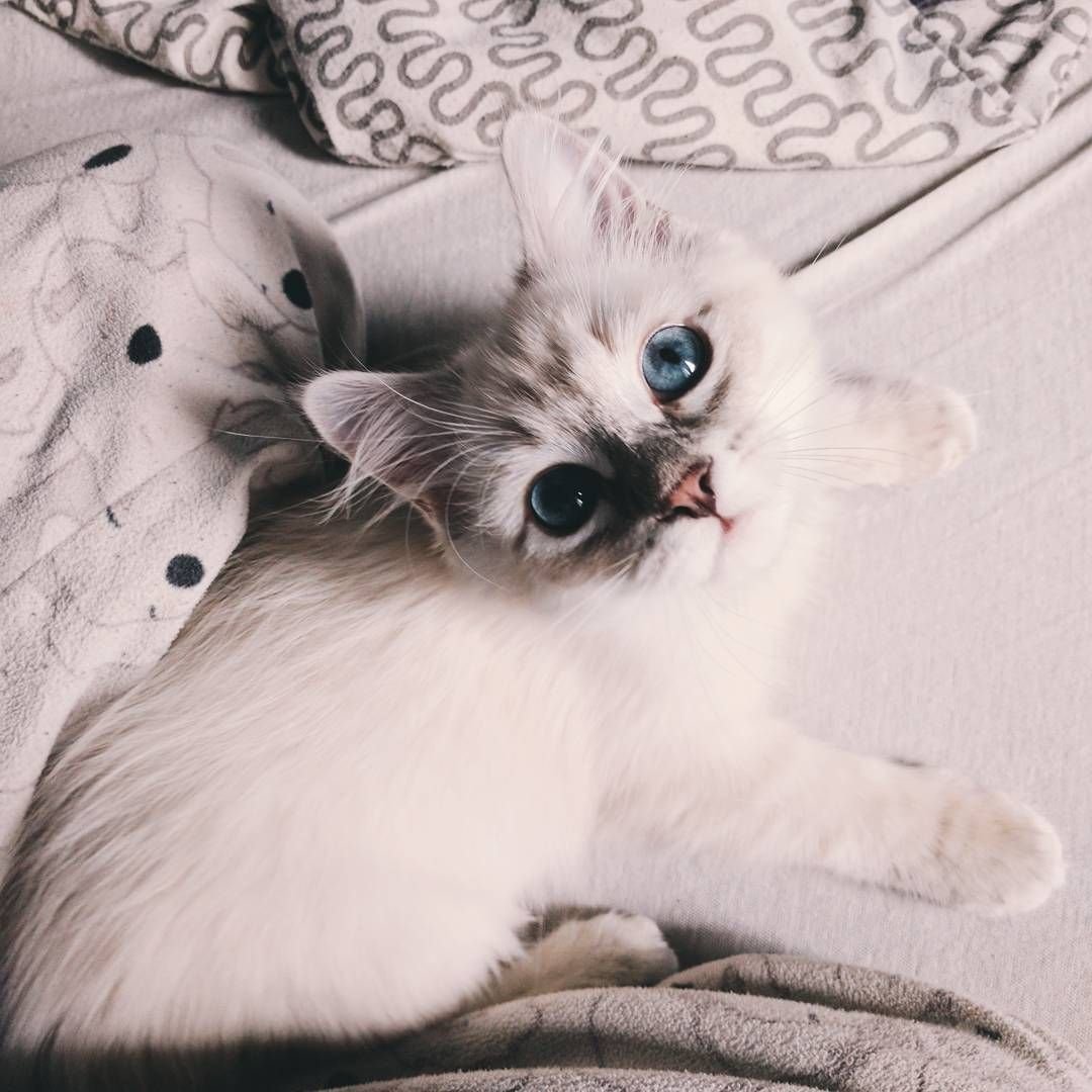 Котики Эстетика