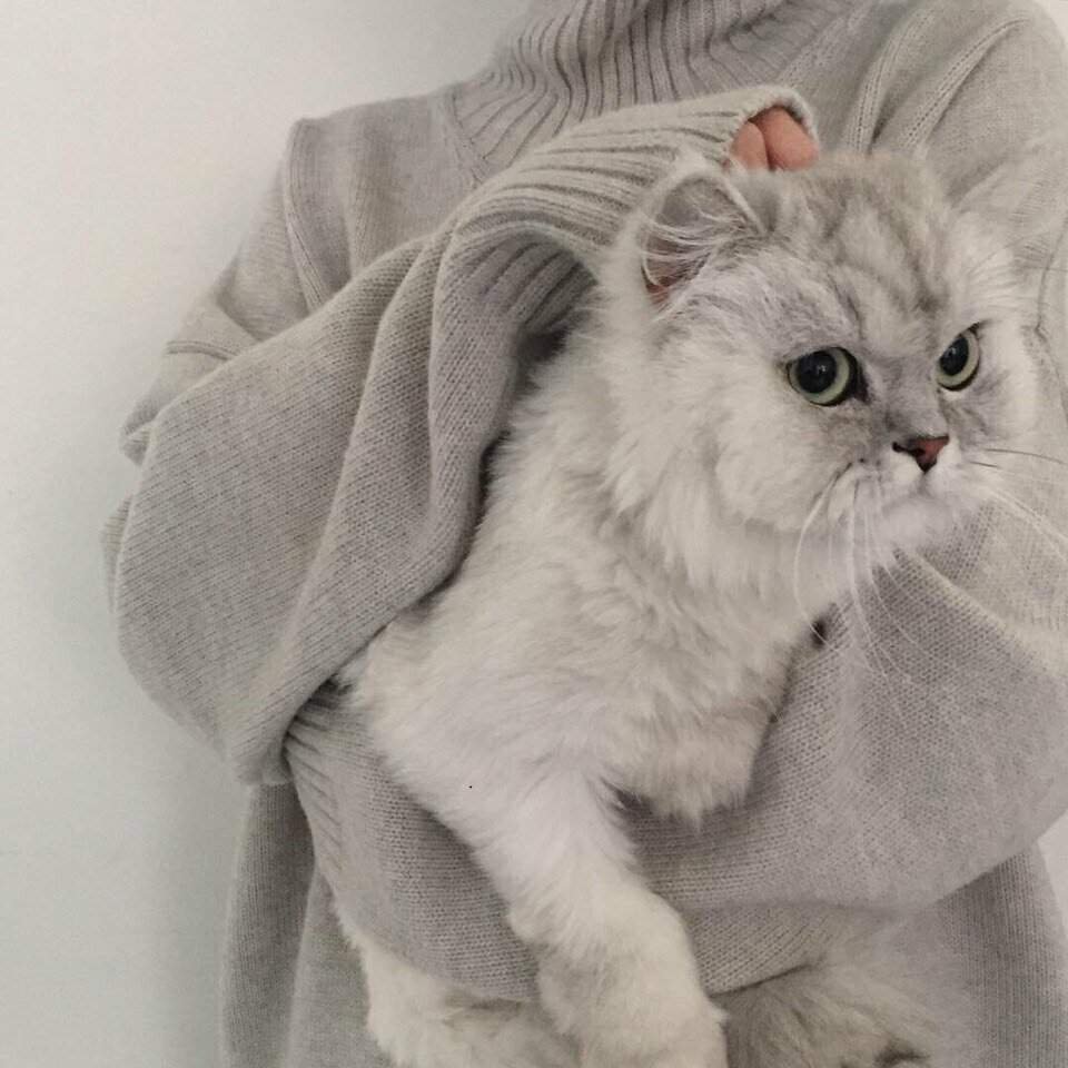 Милые котики Эстетика