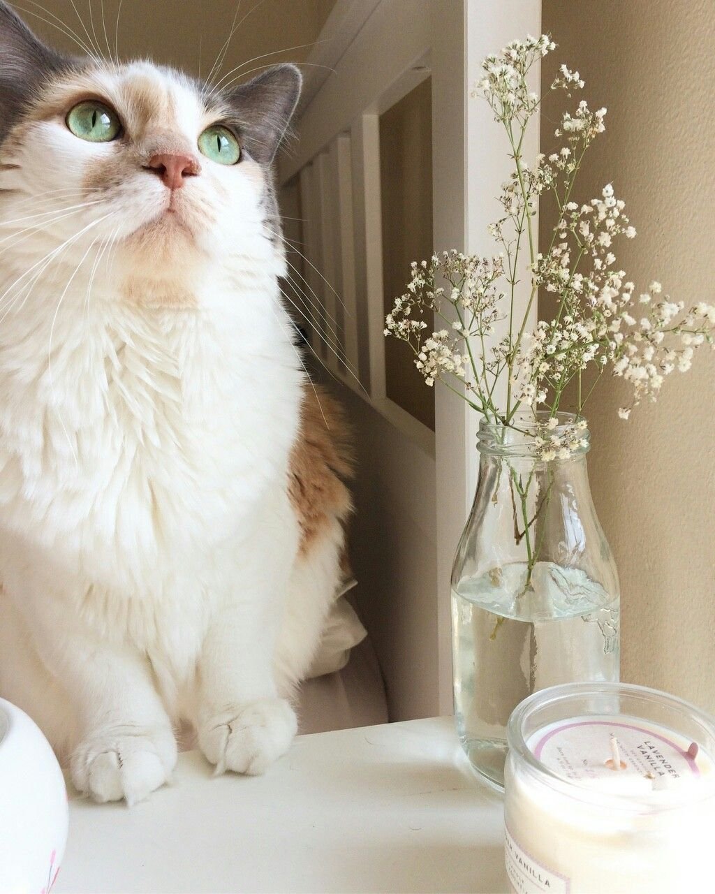 Светлая кошка