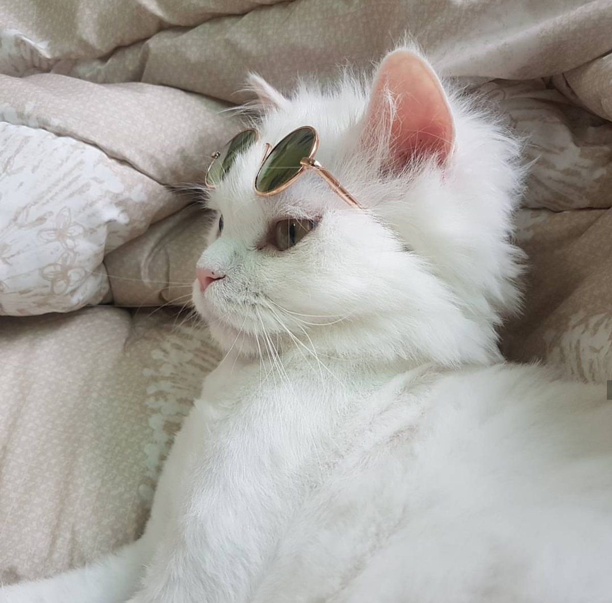 Котята Эстетика