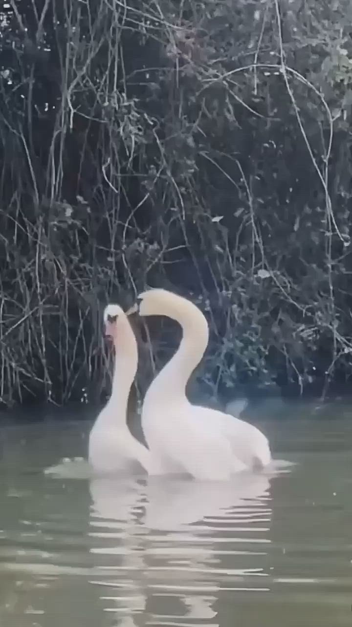 Танец белых лебедей