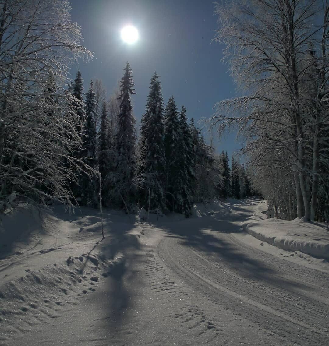 Лес зимой ночью