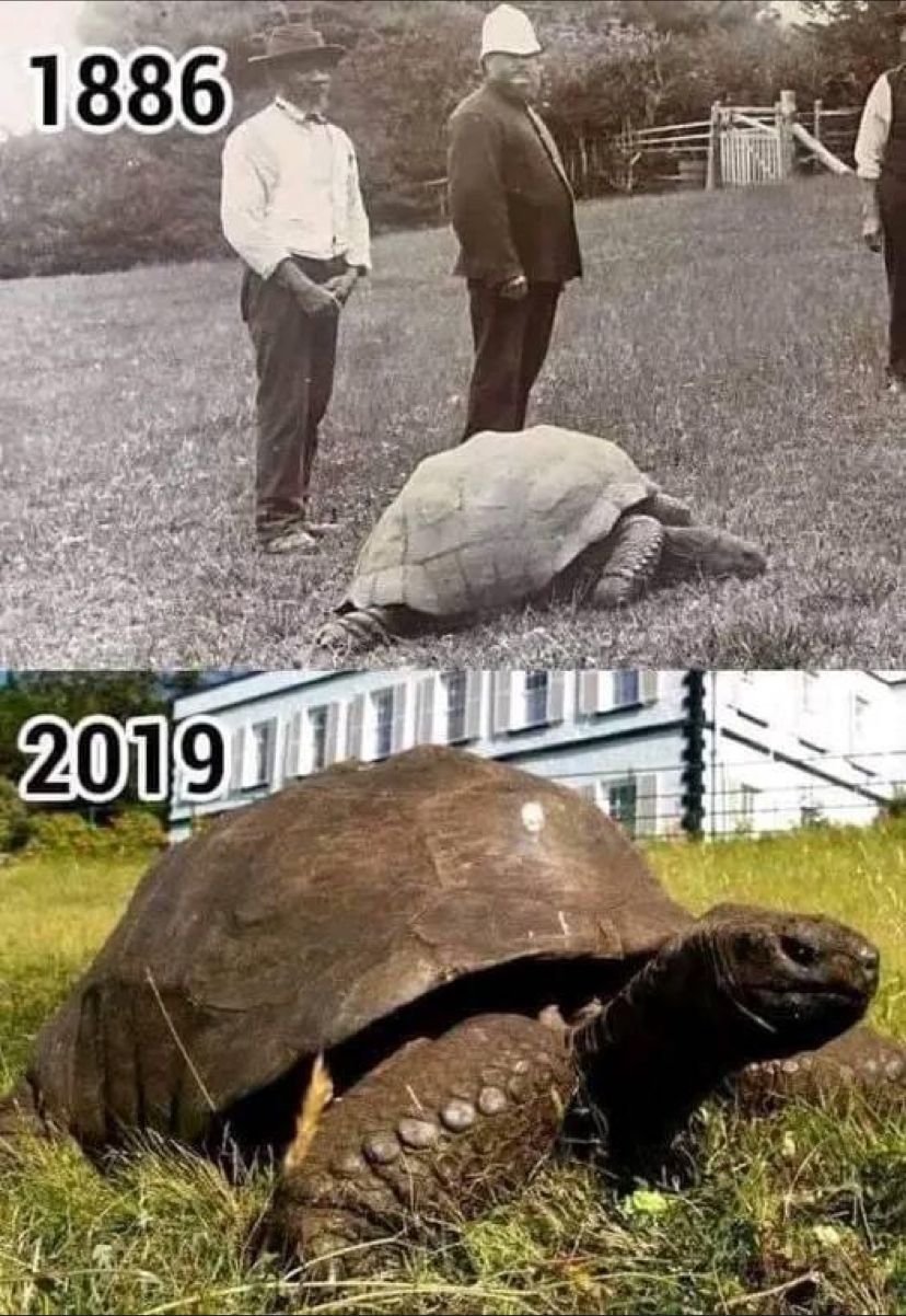 Черепаха Джонатан