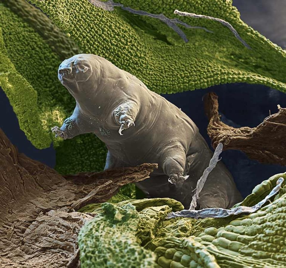 Тихоходка (Tardigrada)