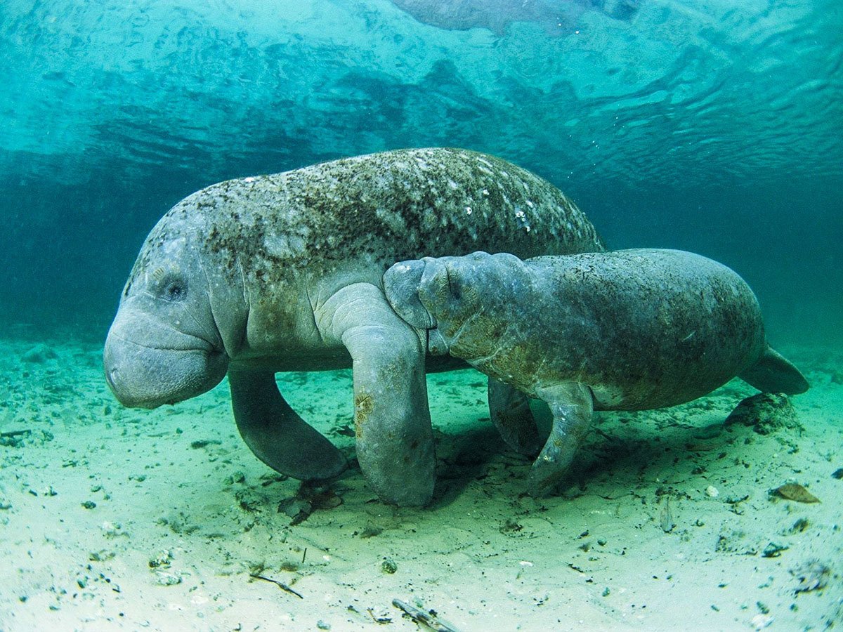 Дюгонь морская корова