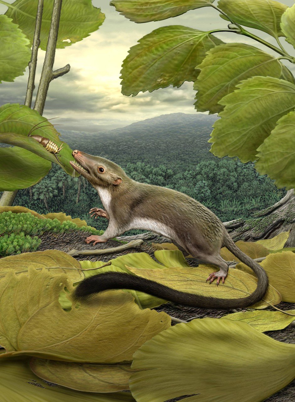 Juramaia sinensis