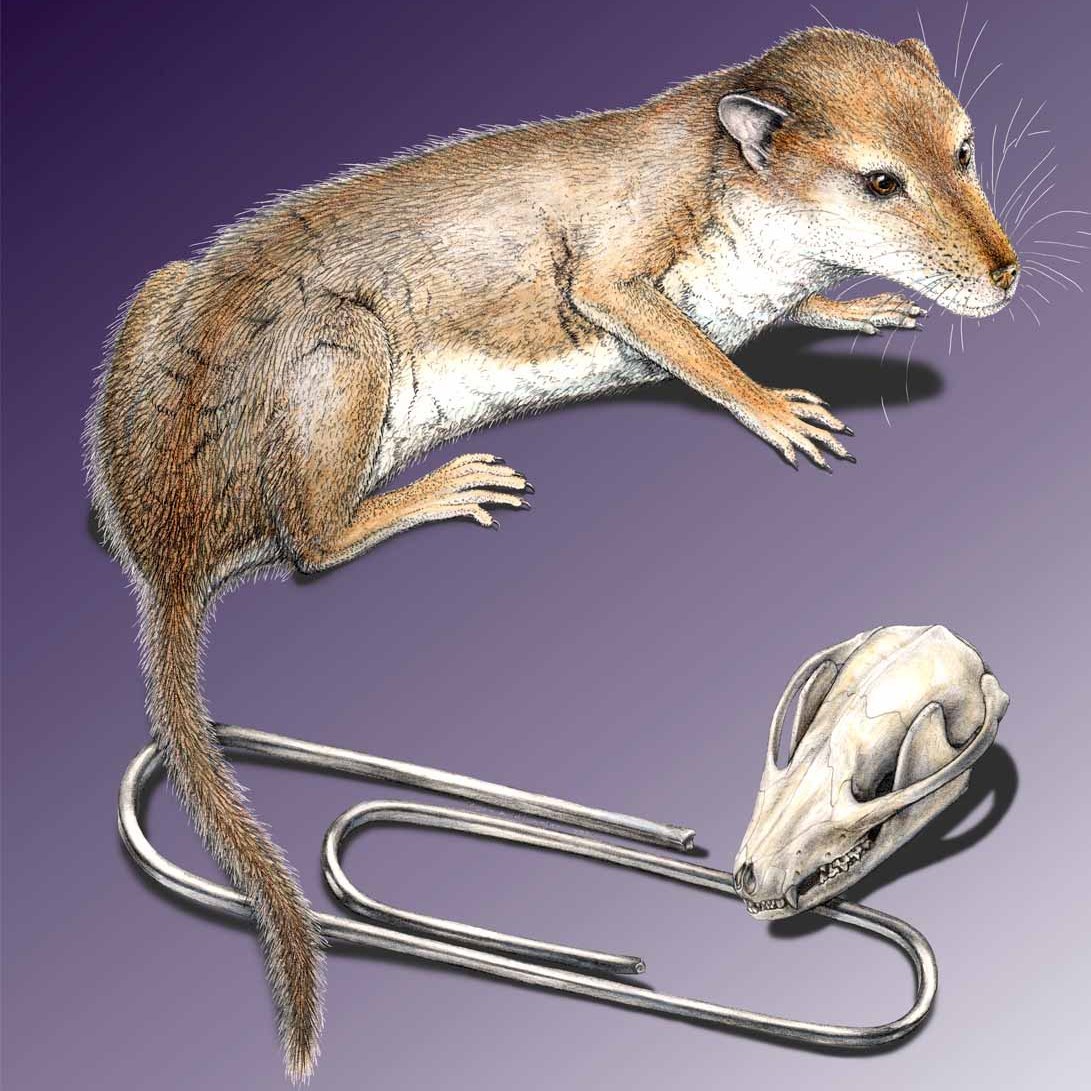 Neoepiblema acreensis