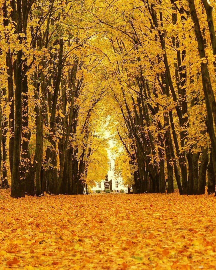 Красивые аллеи Воронежа