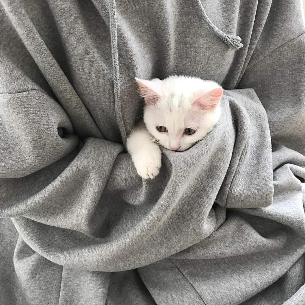 Котята Эстетика