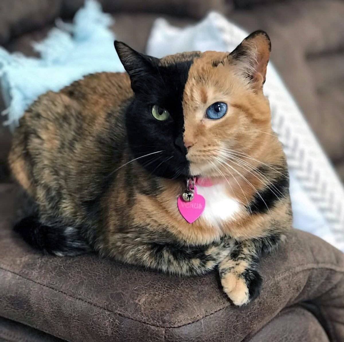 Кошка Венера Химера