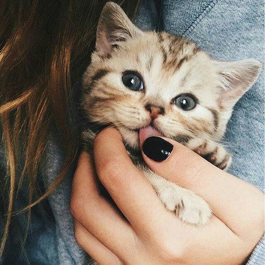 Милые котики