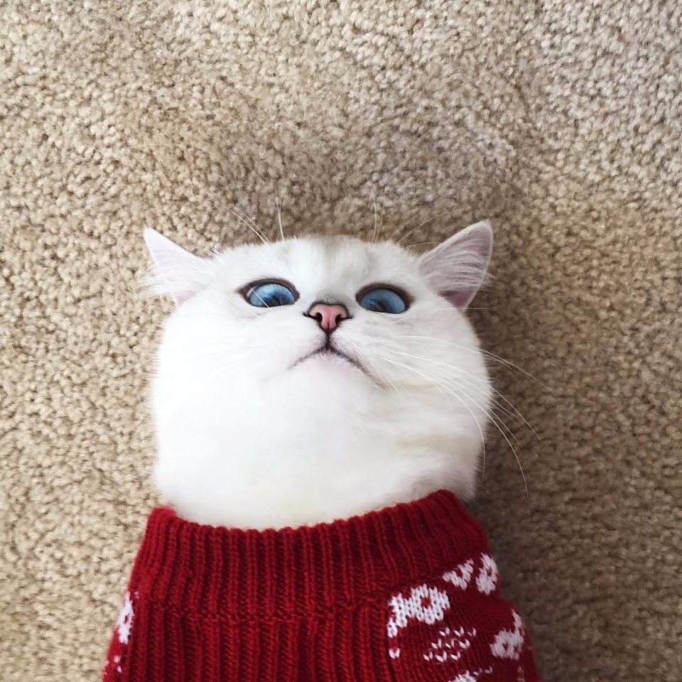 Котик Коби