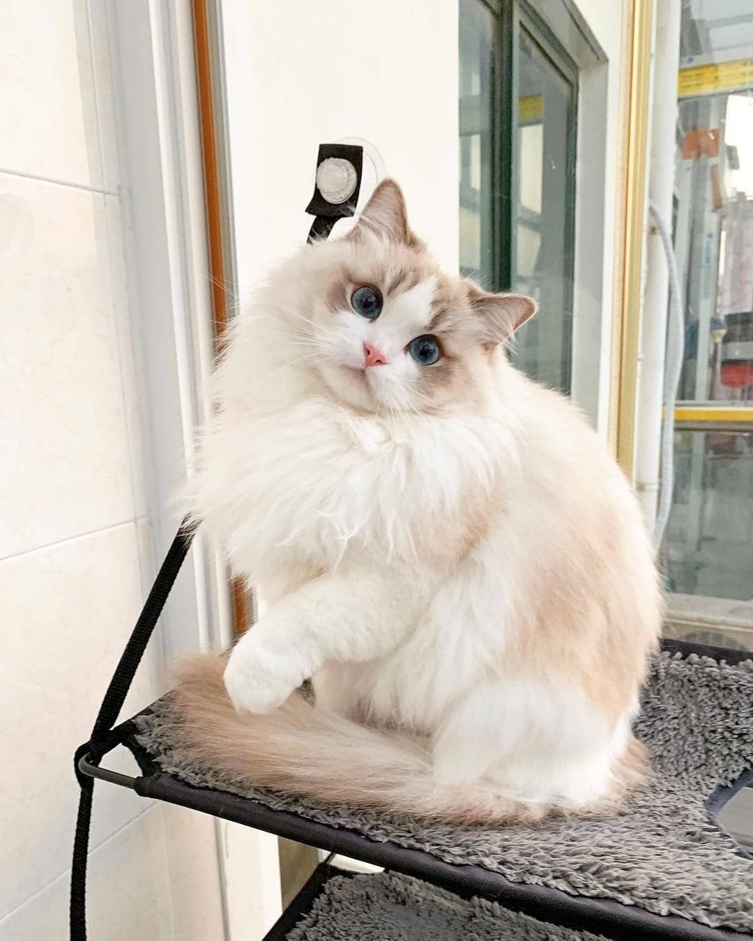 Кот Рэгдолл