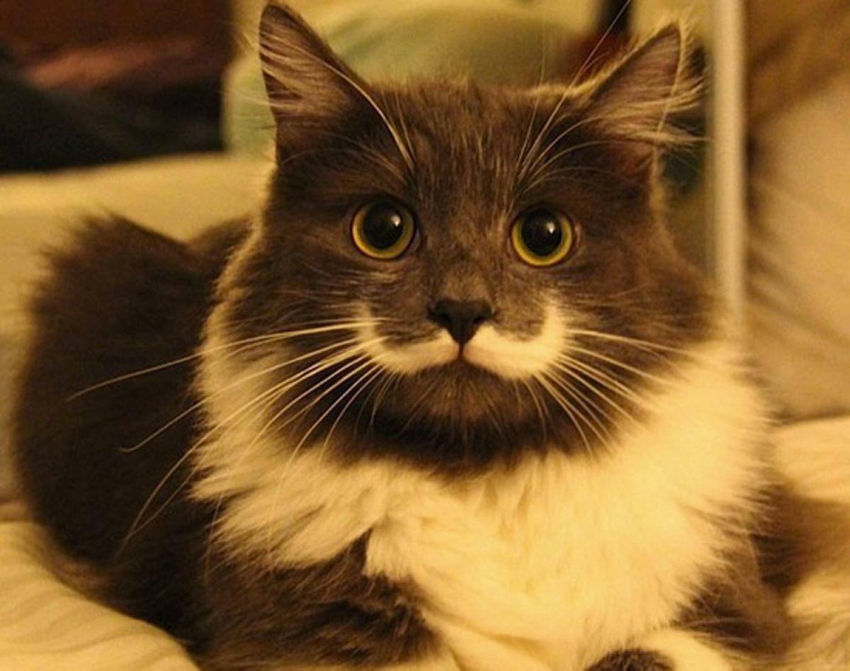 Кот-хипстер Гамильтон