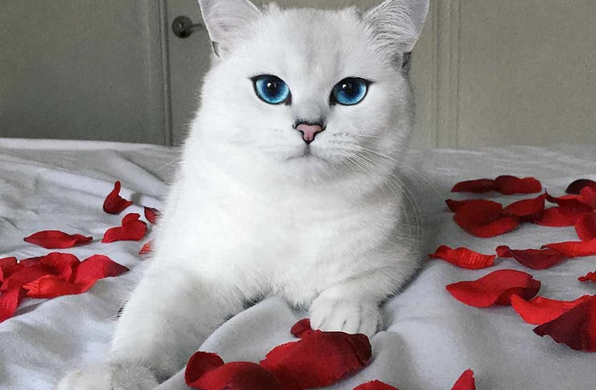 Шиншилла Пойнт Коби