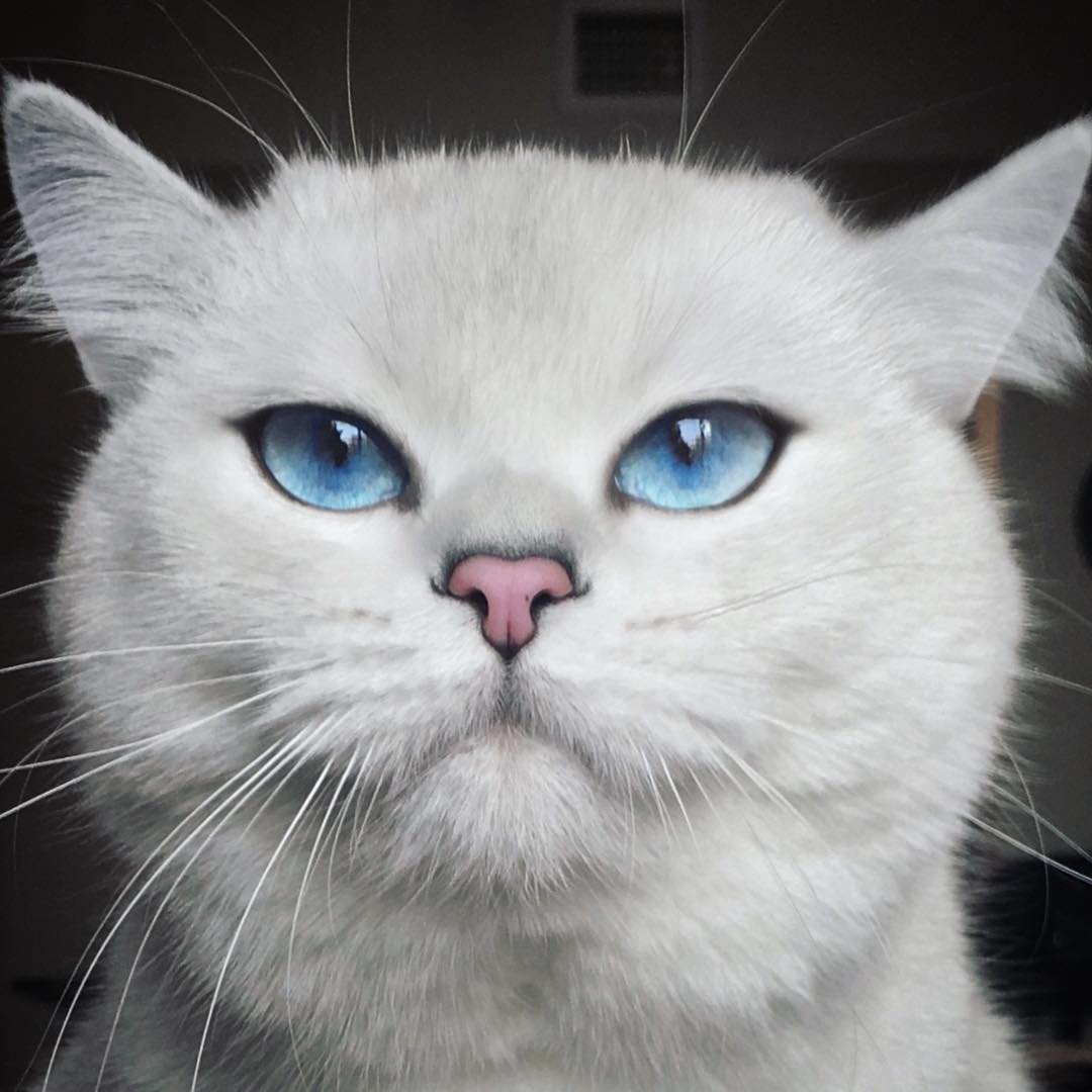 Коби кот вислоухий