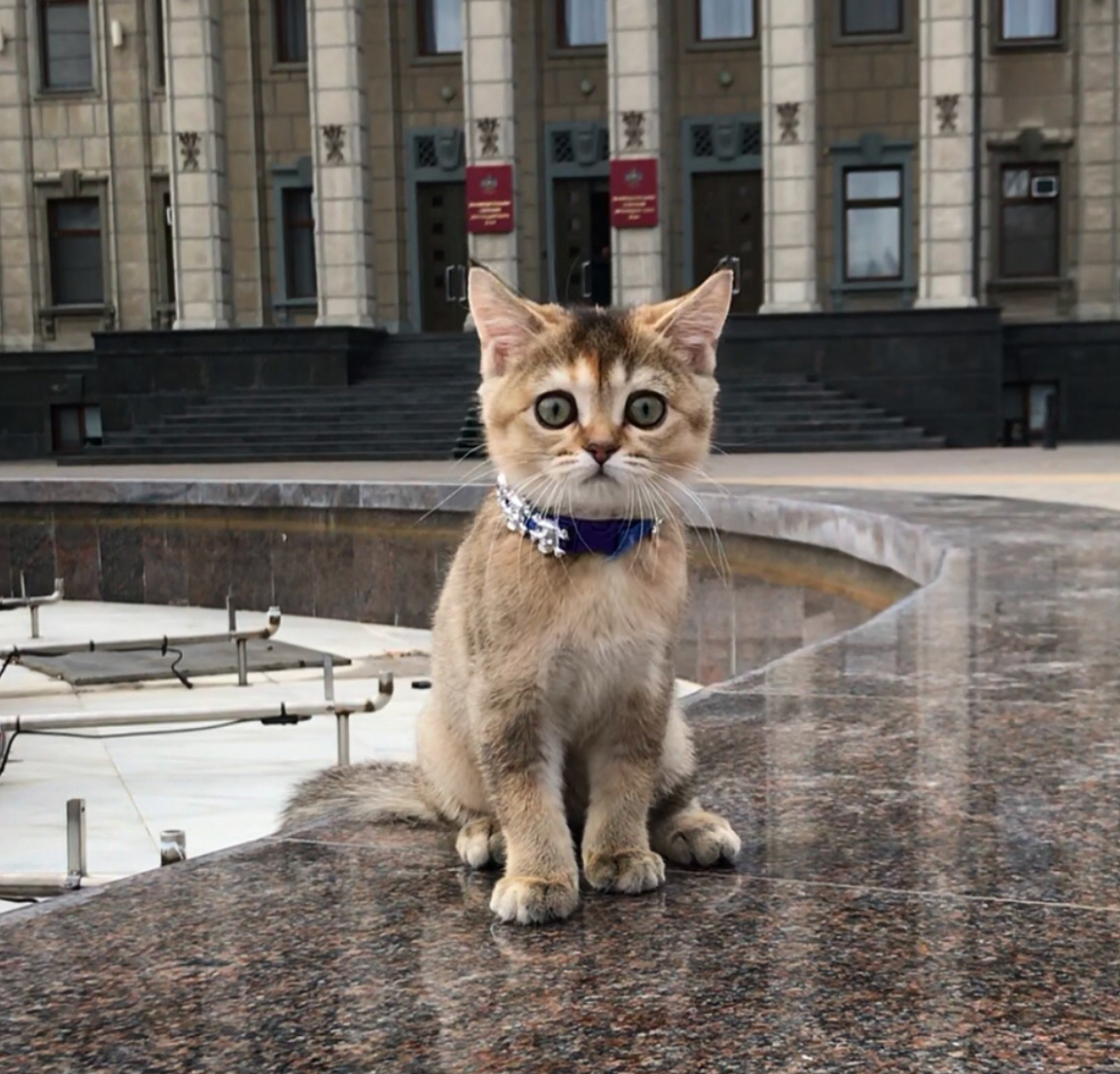 Кот из Краснодара
