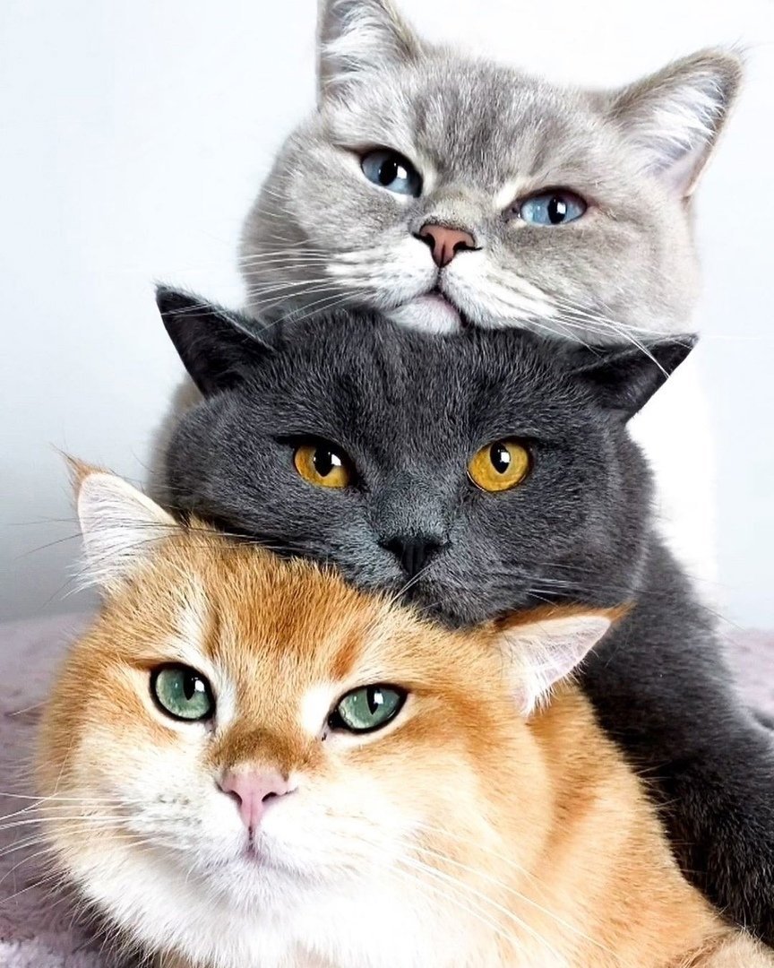 Three Cats made in Sweden