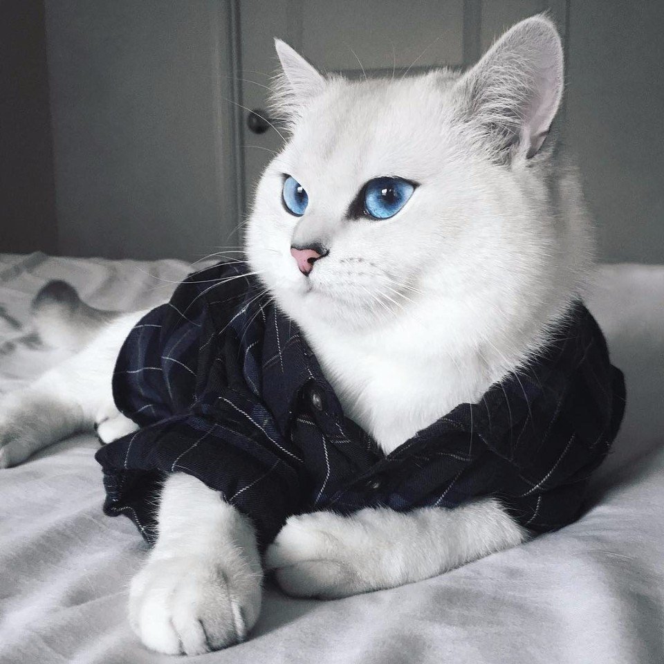 Синеглазый Коби