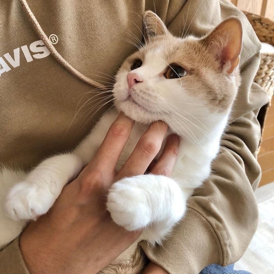 Котик в инстаграмме с касюпимо