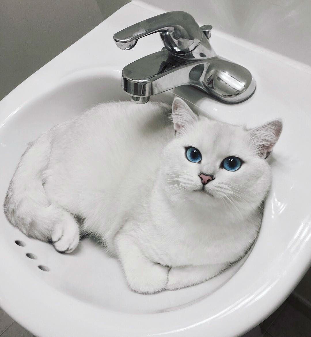 Британский короткошёрстный кот Коби