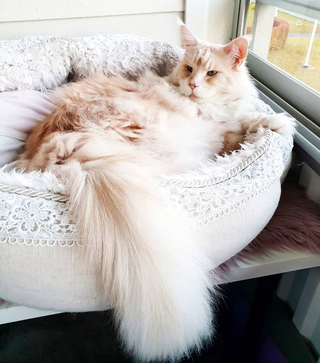 Кот Мейн кун Лотус