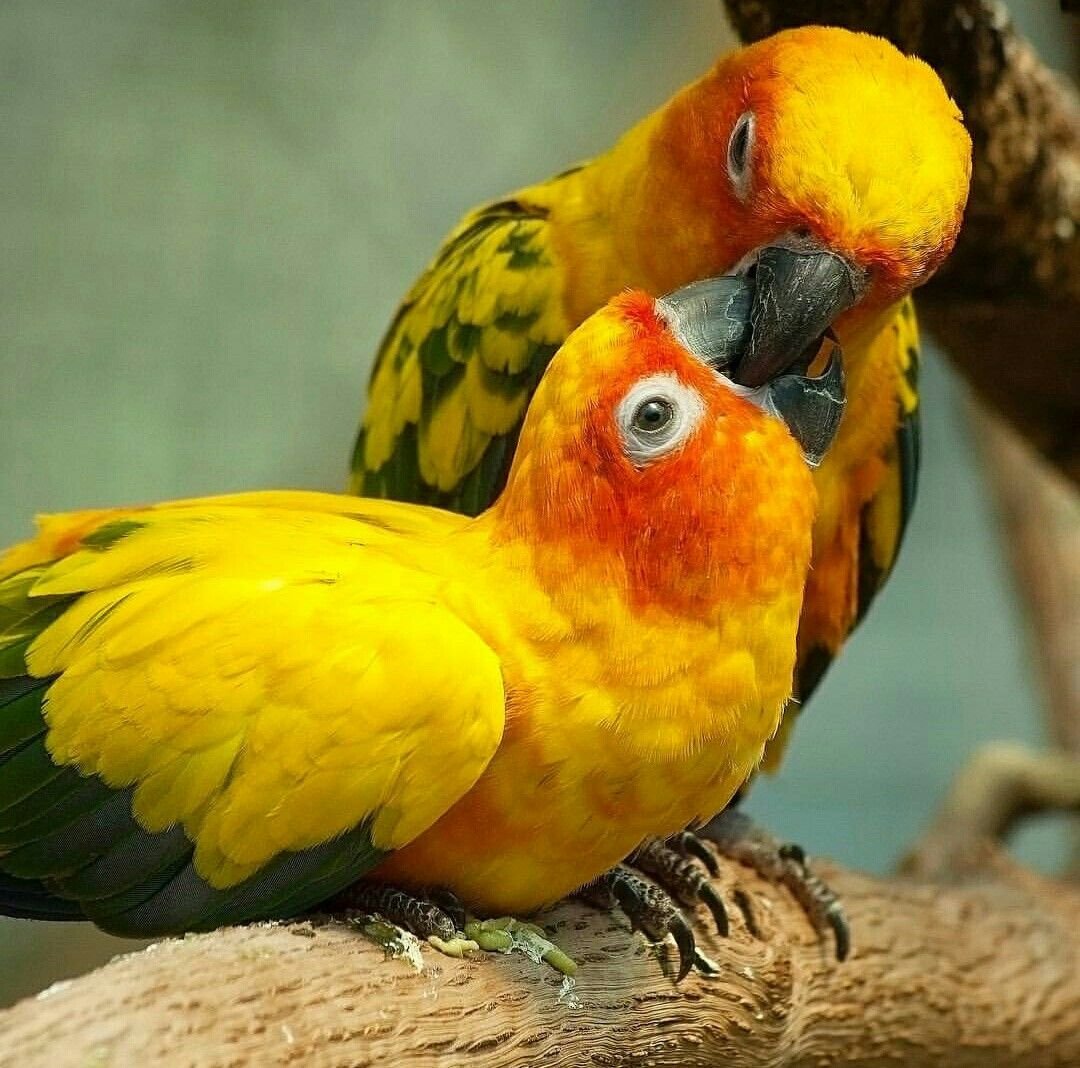 Аратинга и корелла