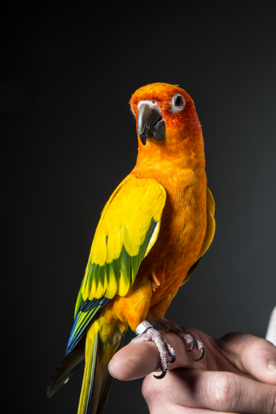 Sun Conure попугай