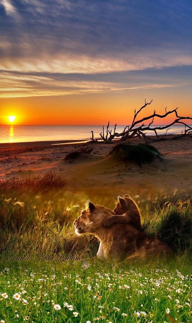 Красивая природа с животными