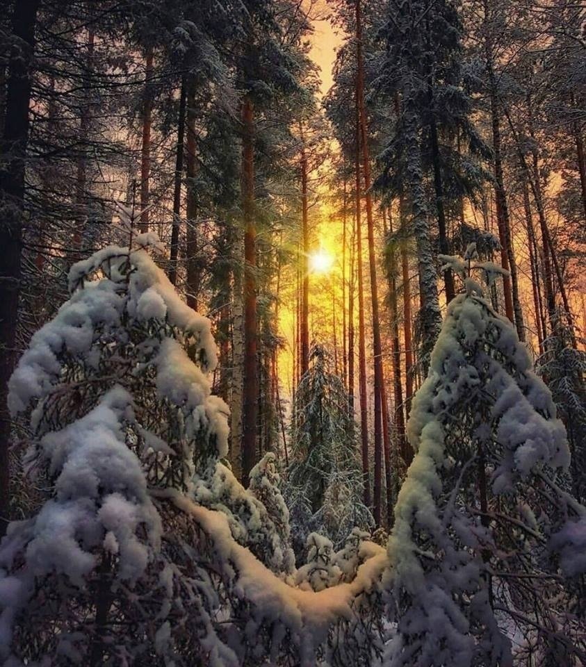 Леса зима