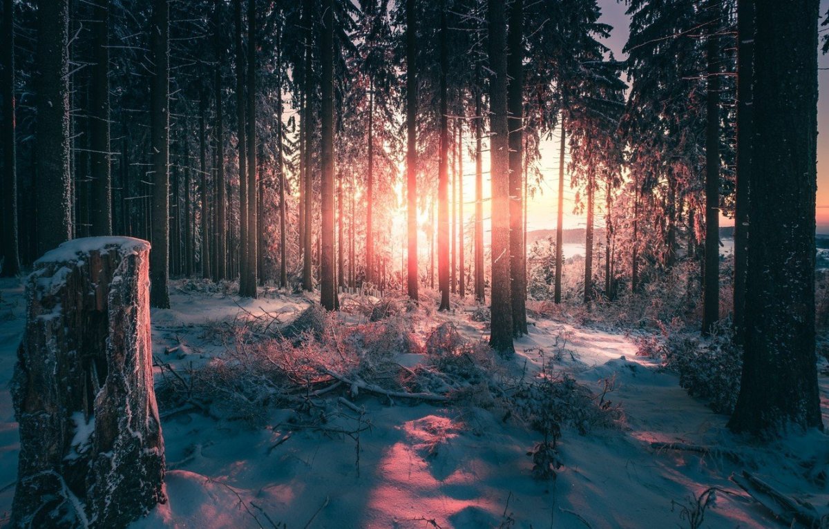 Холодный лес