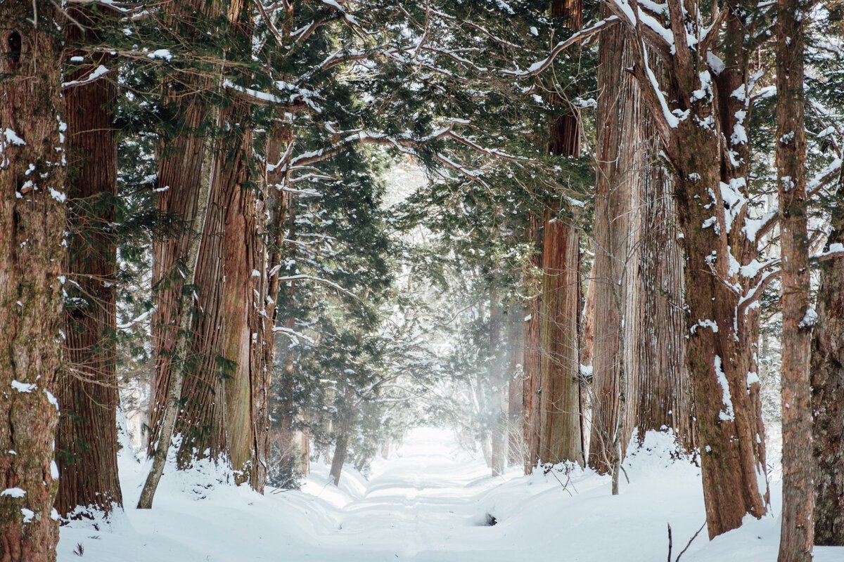 Красивый зимний лес