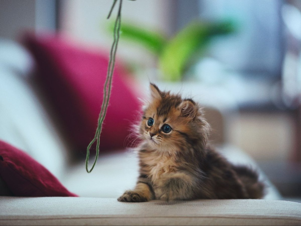 Самые красивые котята в мире