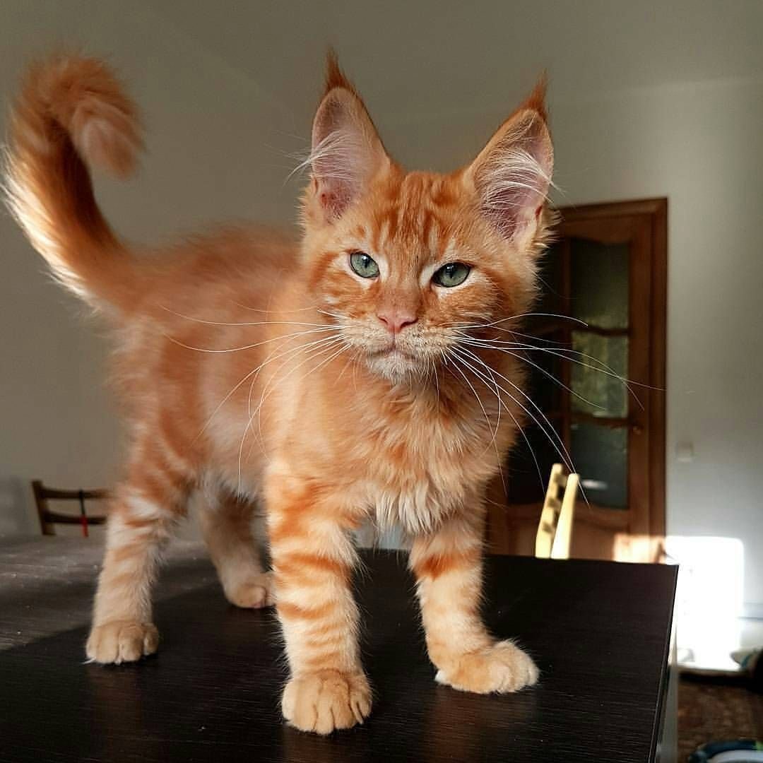 Кошка Мейн кун