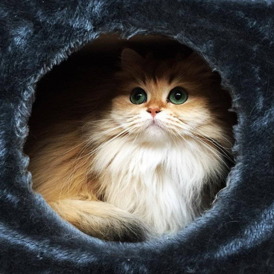 Британская длинношёрстная кошка