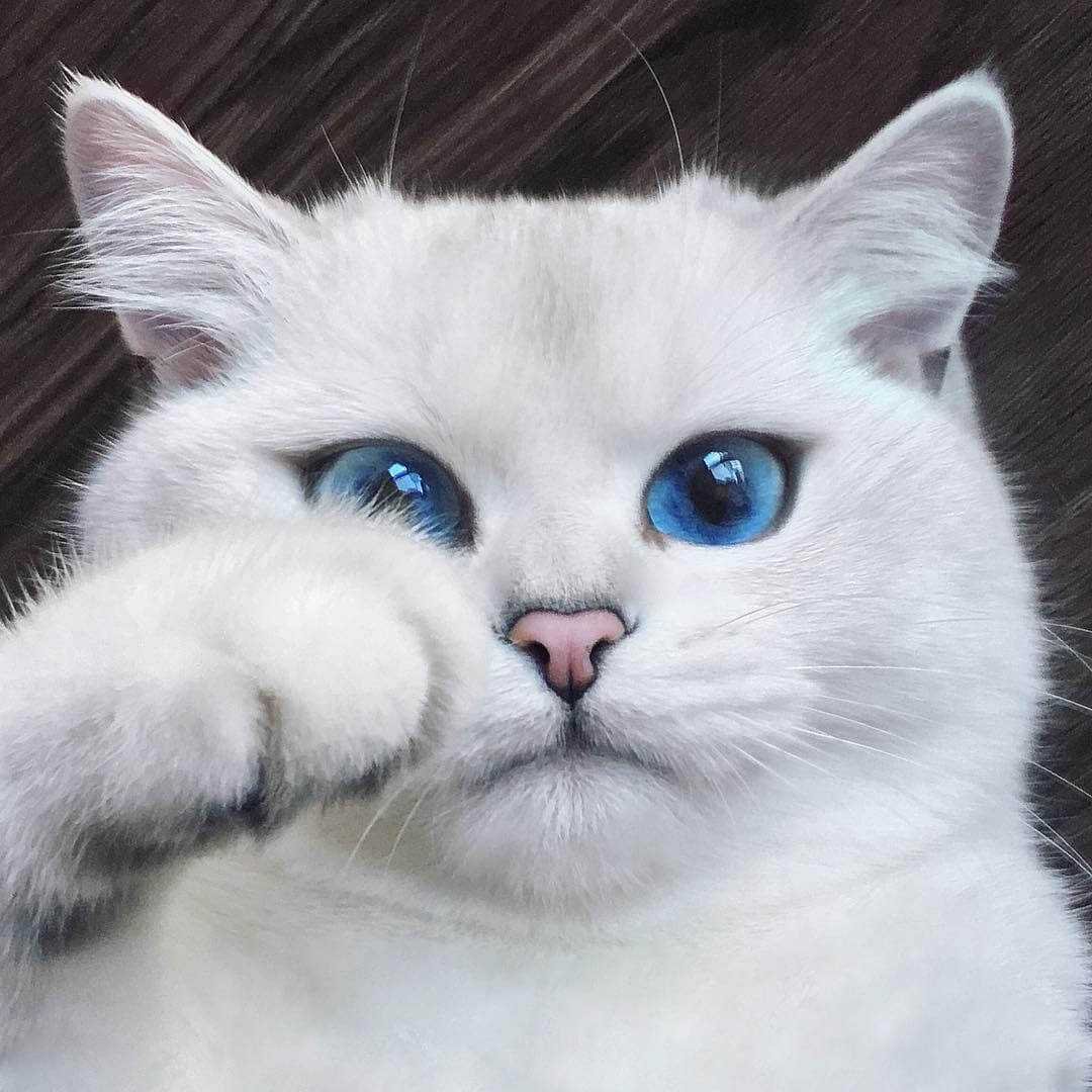 Голубоглазый кот Коби