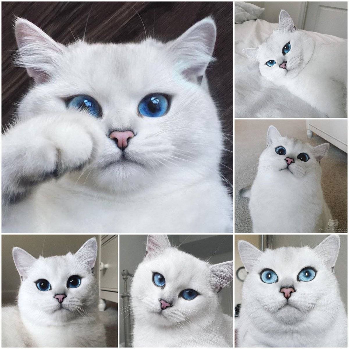 Коты большие глаза уши маленькие сложенные серые