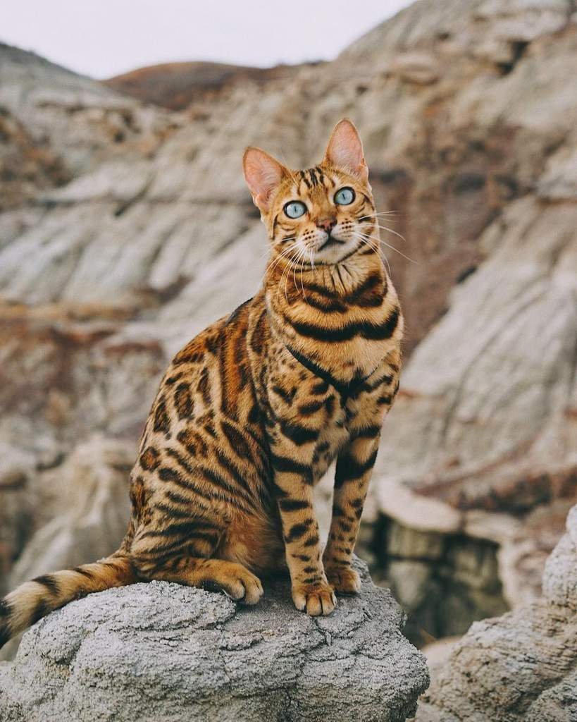 Бенгальская леопардовая кошка