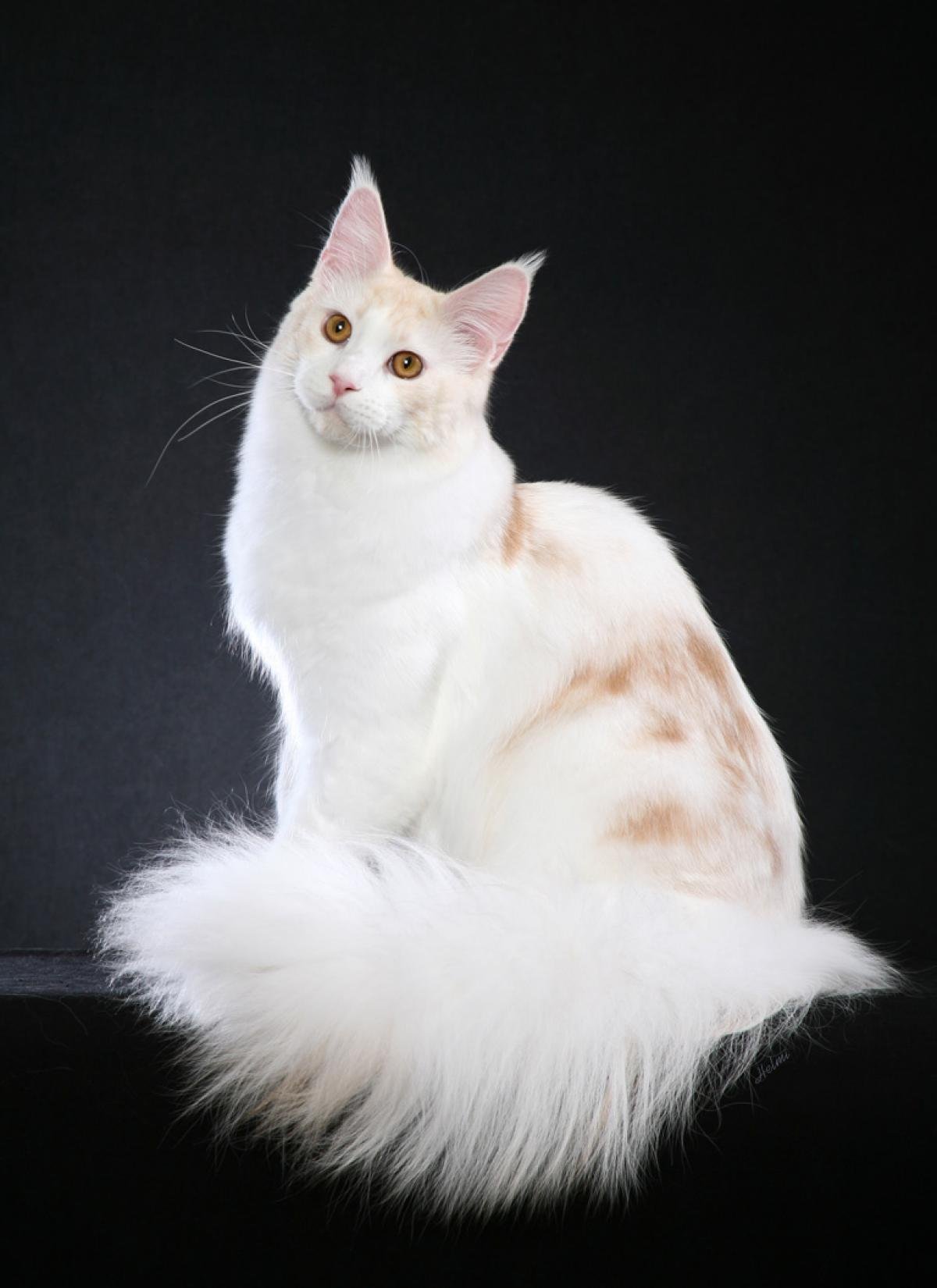 Белая кошка Мейн кун