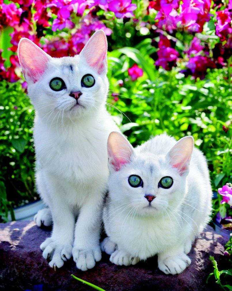 Бурмилла кошка