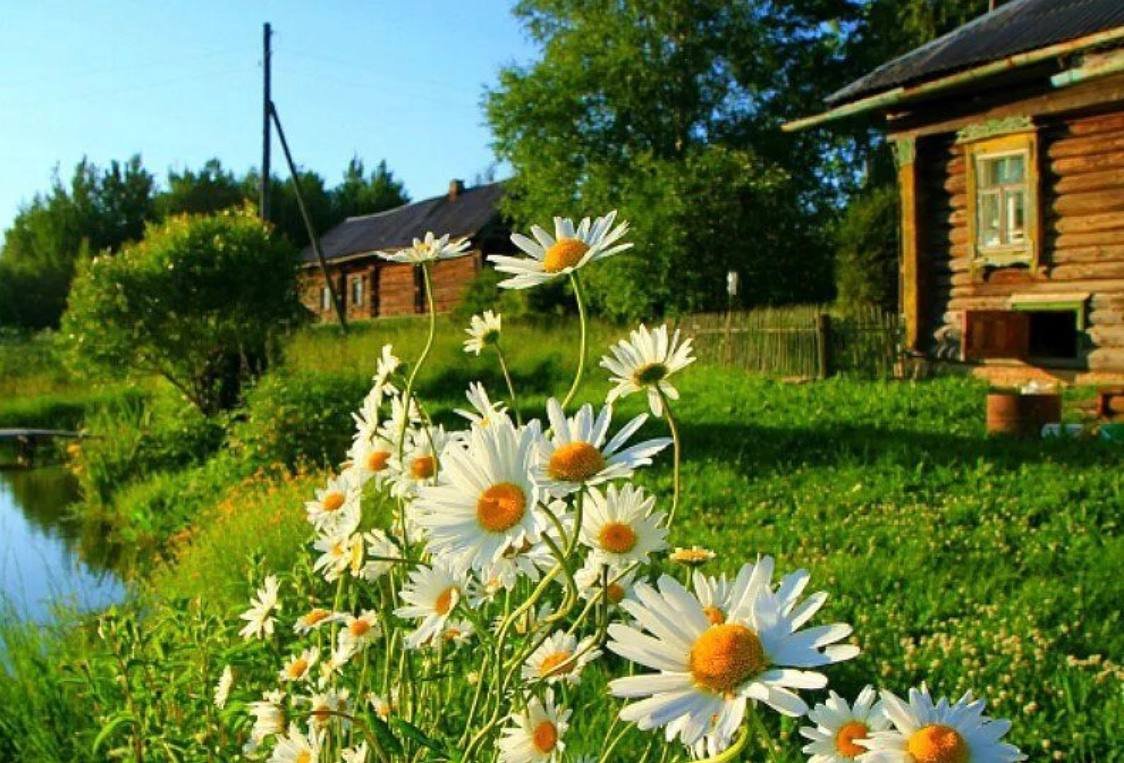 Природа в деревне летом